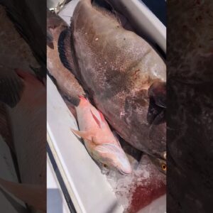 How to catch black groupers in the Florida Keys. #fishing #floridakeysfishing