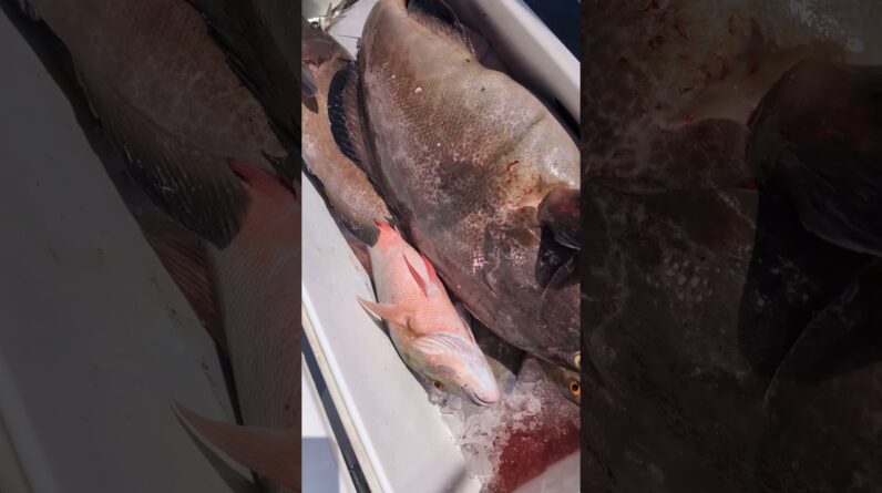 How to catch black groupers in the Florida Keys. #fishing #floridakeysfishing