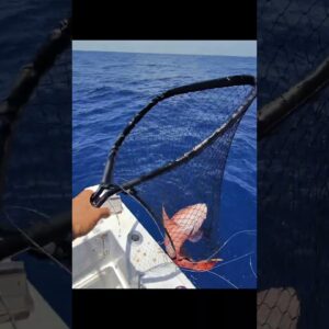 Back to back bringing it in! Awesome red grouper and mutton snapper. Florida Keys fishing