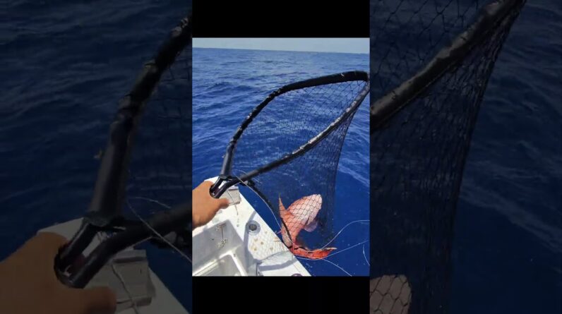 Back to back bringing it in! Awesome red grouper and mutton snapper. Florida Keys fishing