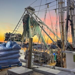 Shrimp Boat Offload | Key West "Gold"