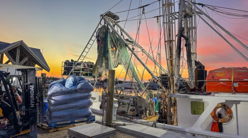 Shrimp Boat Offload | Key West "Gold"
