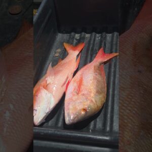 Fishing Charter in The Florida Keys and Large Mutton Snappers