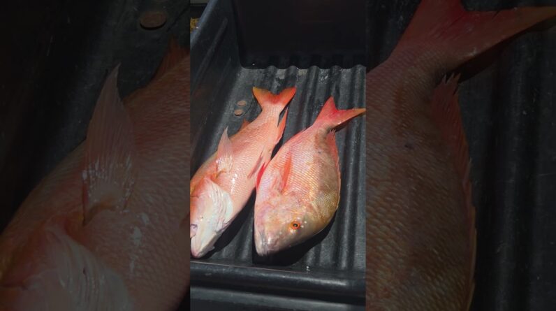 Fishing Charter in The Florida Keys and Large Mutton Snappers