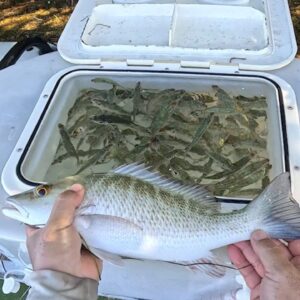 The Revised Ultimate Kayak Livewell System = Happy Baits.