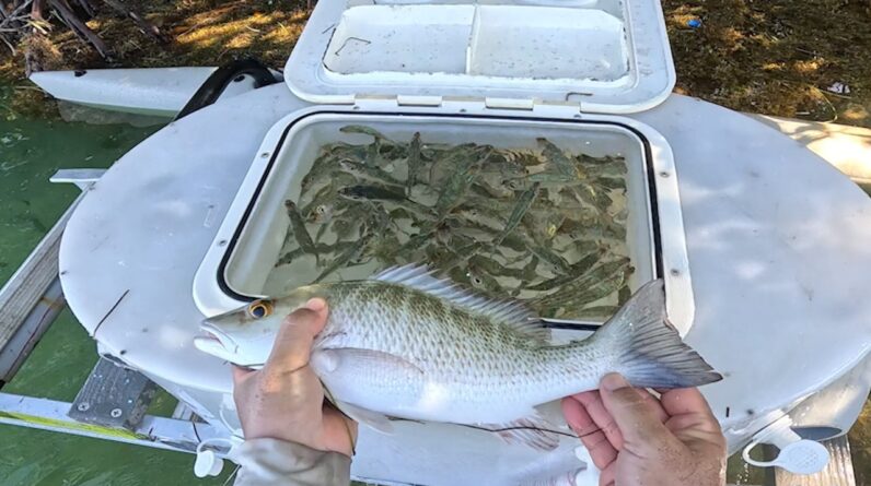 The Revised Ultimate Kayak Livewell System = Happy Baits.