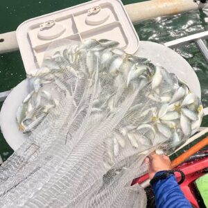 Live Bait Matters = Shooting Tarpon in a Barrel + Bulletproofing The Offshore Kayak.