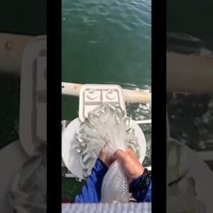 Live Bait Matters. Fishing nah, Catching.