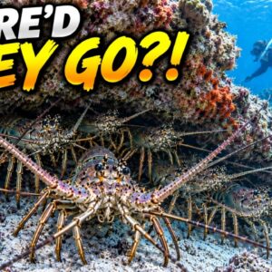 We Found Lobsters EVERYWHERE... Then Opening Day Happened