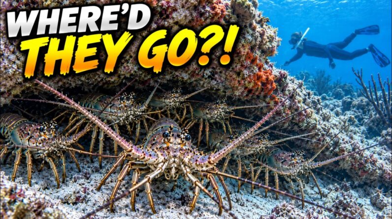 We Found Lobsters EVERYWHERE... Then Opening Day Happened