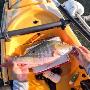 That Ain't No Bonefish.
